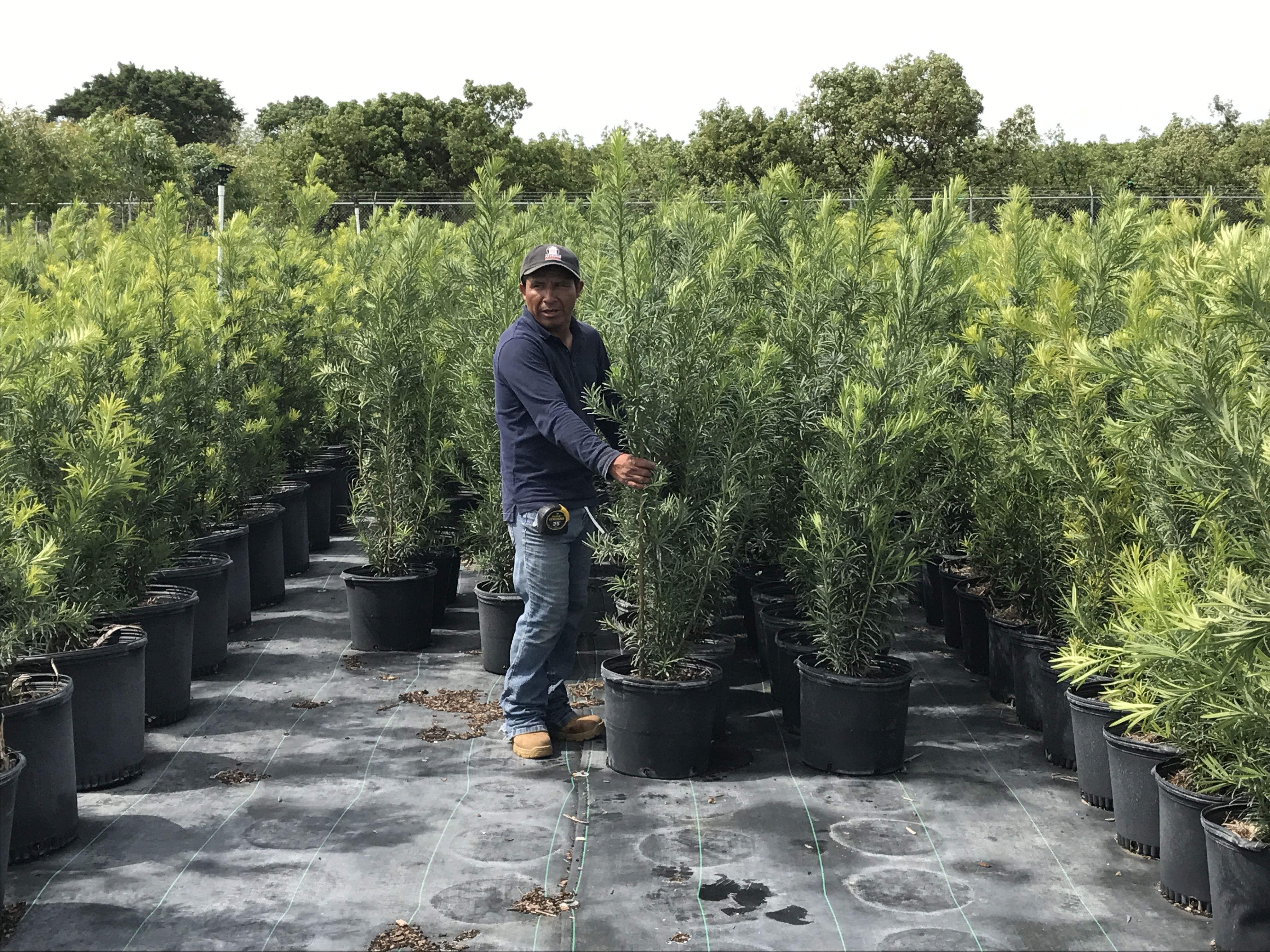 PODOCARPUS MODERN PRIVACY HEDGE PLANTS IN ALL SIZES