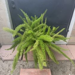 Foxtail Fern