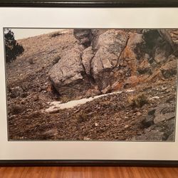 Mountain Lion Thomas Mengelsen Prints