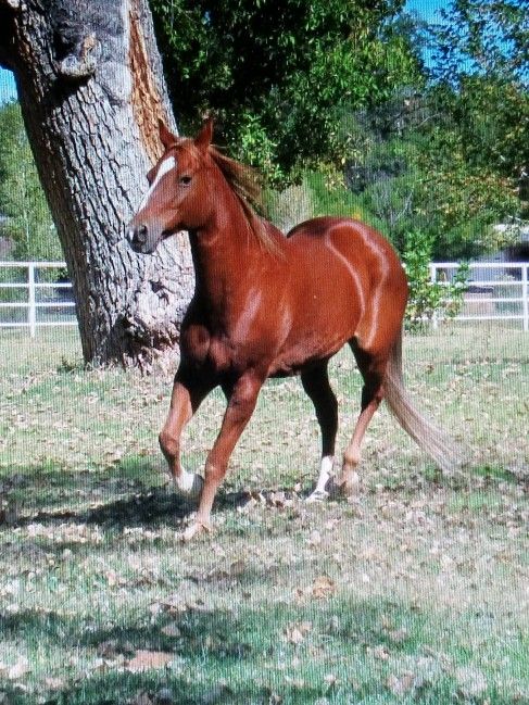 Horse Help Needed!