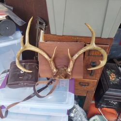 Mounted Deer Antlers