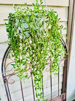 String Of Bananas Hanging Succulent Plant 
