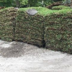 St Agustine Sod   Floratam (full sun)🌞 We sale by pieces $1.99