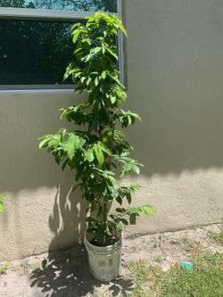 Sour Soup Fruit Tree