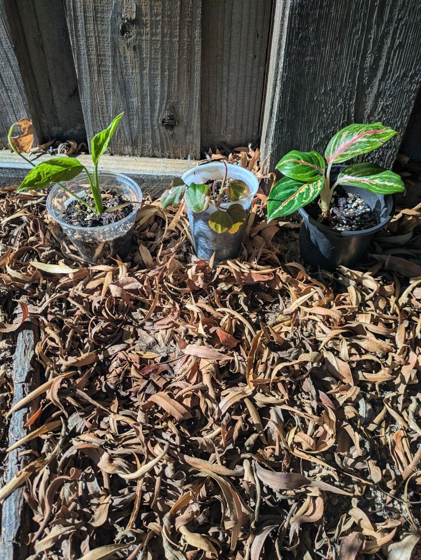 Rare Plant Bundle