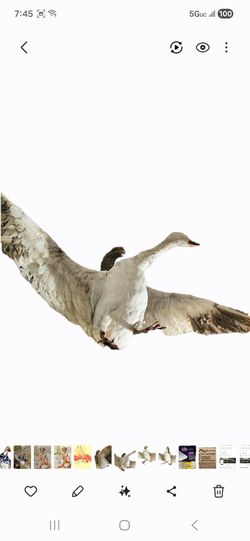 Taxidermy Goose vintage