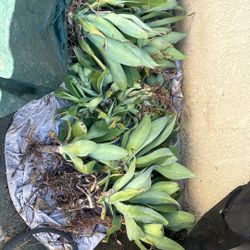 Agaves And Aloes (All For $20)