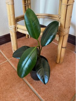 Burgundy Rubber Tree Ficus