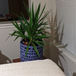 Yucca Plant $15-$20 $25 -$35