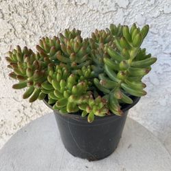 6 Inch Pot Succulent Plant - Sedum Rubrotinctum - Sedum Aurora Pink Jelly Bean - Rooted & Established Plant - Drought Resistant - 🪴