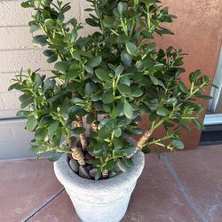 Artificial Rubber Plant