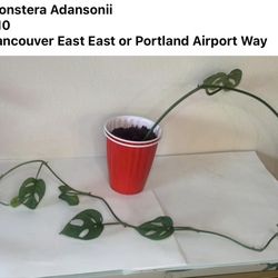 Bundle 4 Indoor Plants For $20