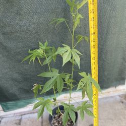 Chinese Lantern Small Plant, In 1 Gallón Pot Pick Up Only