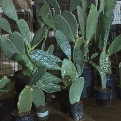 Cactus Plants 