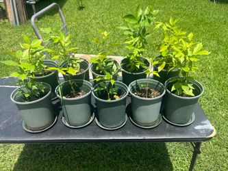 Ice cream bean plants
