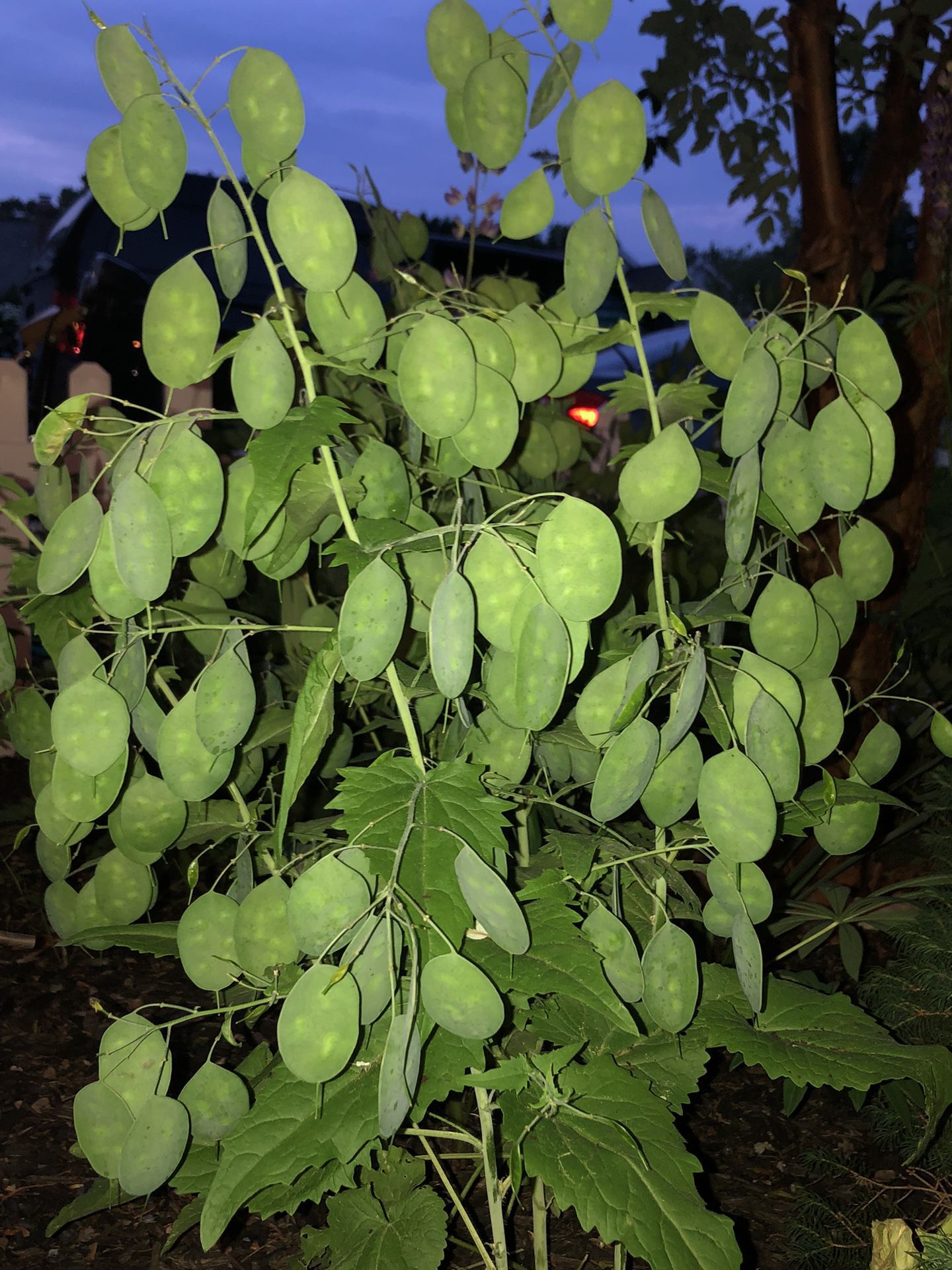 Lunaria Plant Stalks …Beautiful For Wedding !!!!!