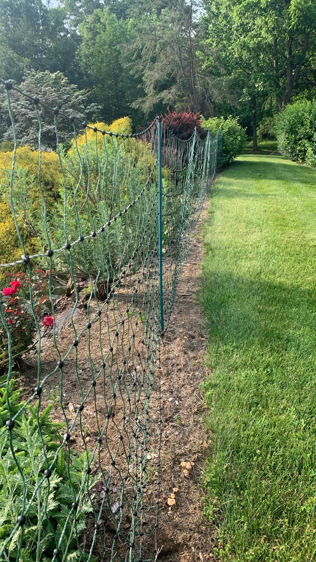 Chicken Fencing