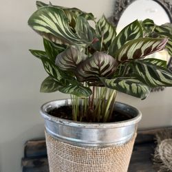 Healthy live Plants (in Terracota Pot)