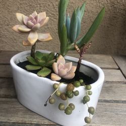 Succulent Arrangement In Ceramic Pot 