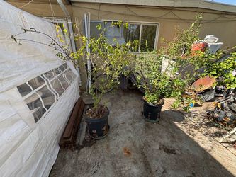 Large Pomegranate trees in Black Containers