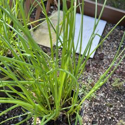 Organic Chives Perennial Edible (Soups, Salad, Raw/Dried).