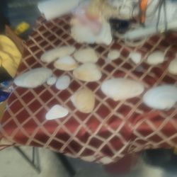 Seashells