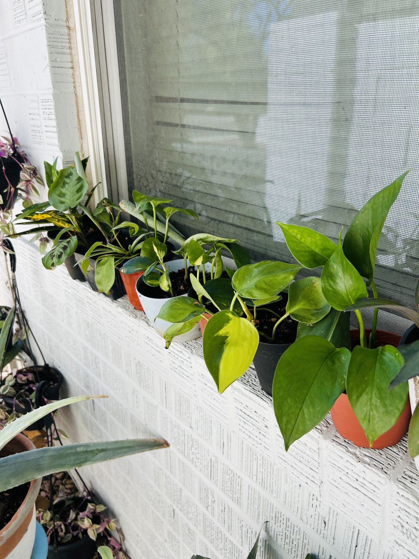 Small plants 5 each