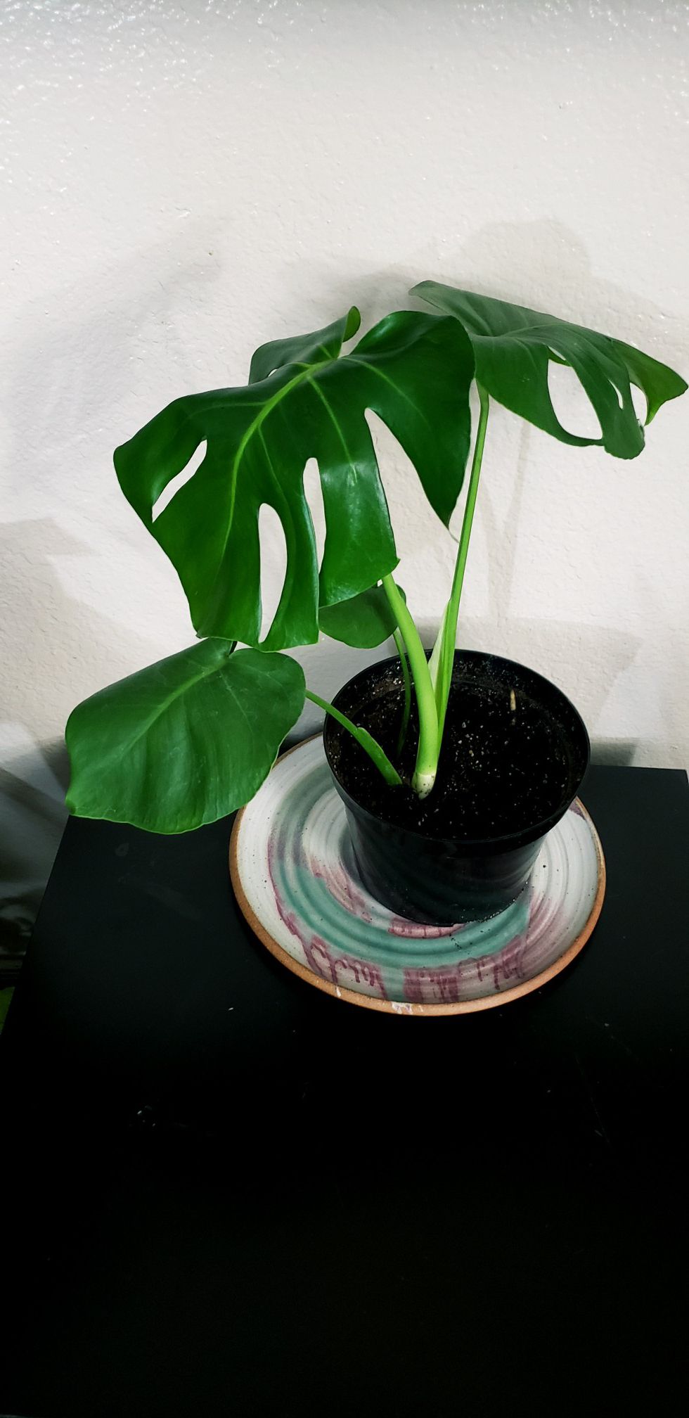 18 inch tall live monstera deliciosa plant in 8 inch diameter pot