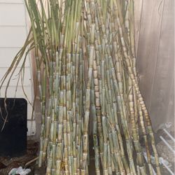 canas de azucar sugar canes