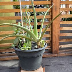 Outdoor Plant With Stand 