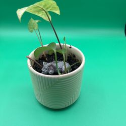 Small Green Pot With Live Arrow Head And Ivy Plants