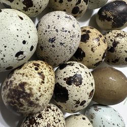 Quail Eggs