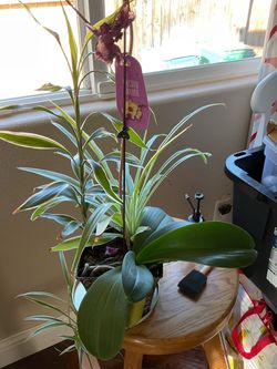 ORCHID PLANT
