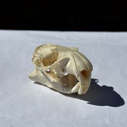 Muskrat Skull
