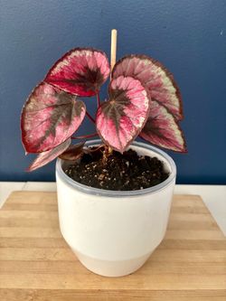 Begonia Rex Houseplant