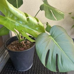 Large 1 Gallon Monstera Plant 🪴 $10.00