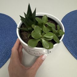 IKEA succulent