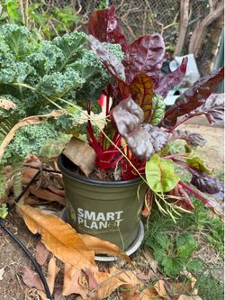 Swiss chard plant