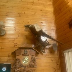 Pheasant 