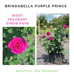 Brindabella Perfume Roses 3gal
