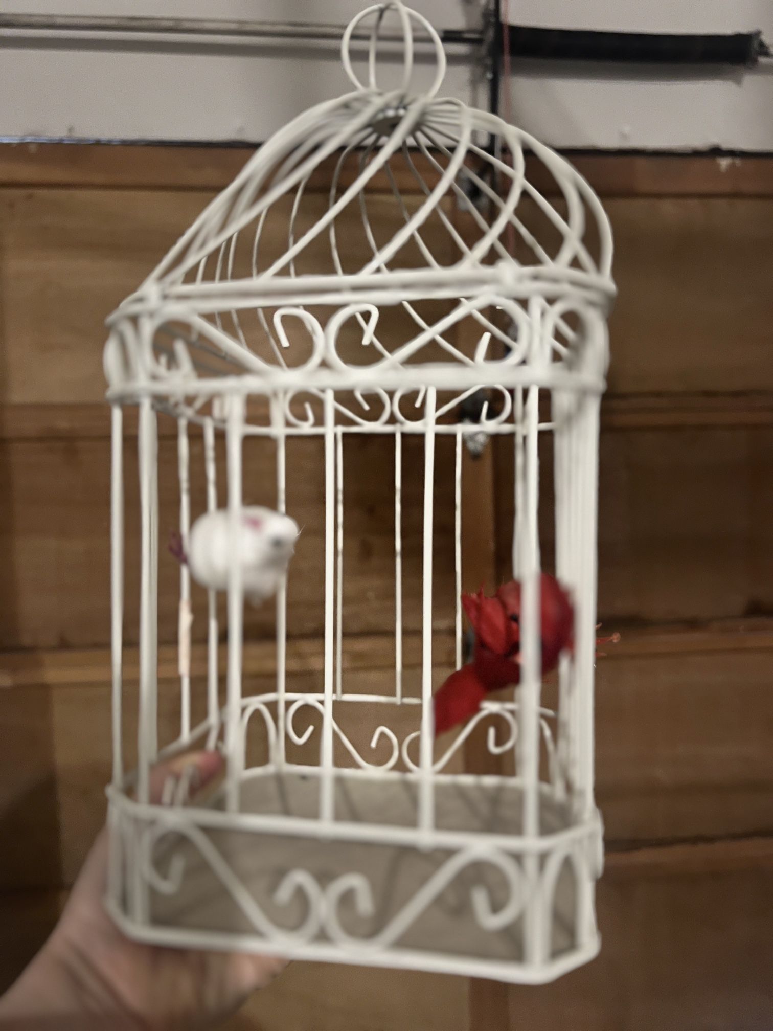 Bird’s Cage