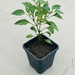 Banana pepper plants