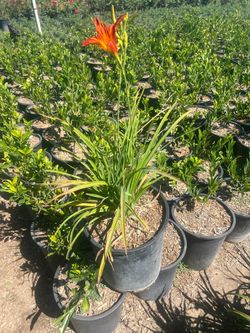 Red Daylilly 5gallon