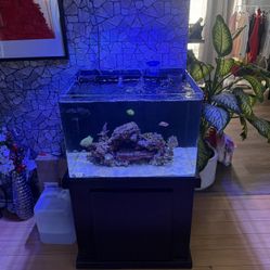 45 Gallon Reef Tank