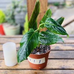 Live Philodendron SubHastatum plant in a plastic nursery pot—firm price