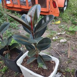 Rubber Plant For Sale $30.00 24" Or 18" Very Healthy