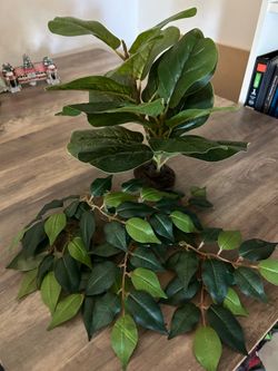 Reptile plants