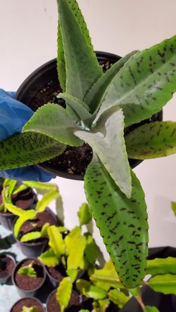 Big succulents. Just $4 each