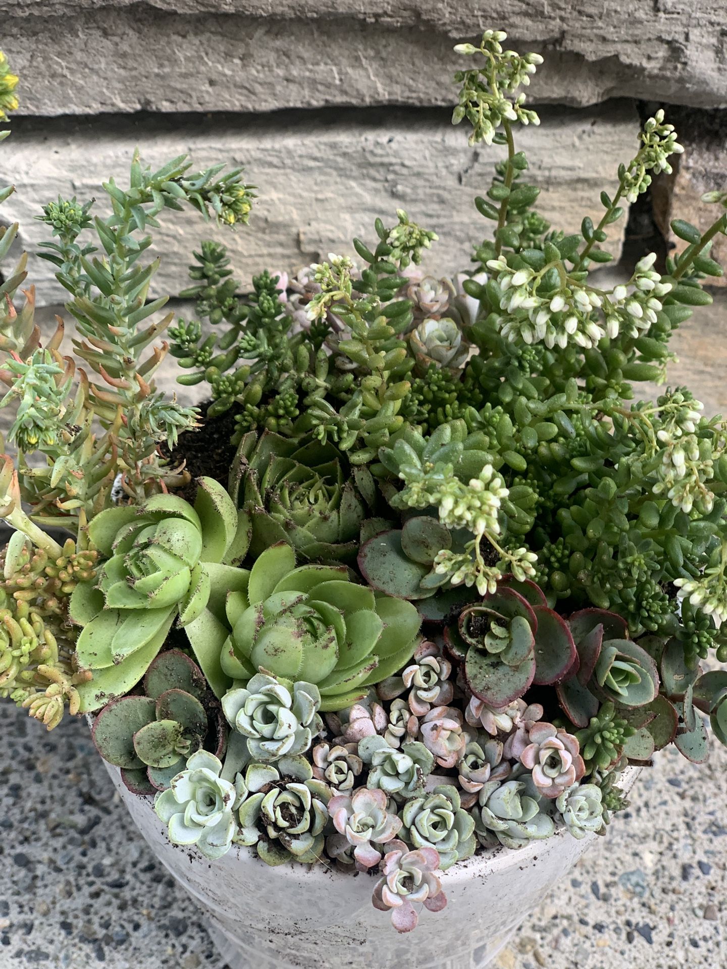 Succulent arrangement in white Ceramic Pot