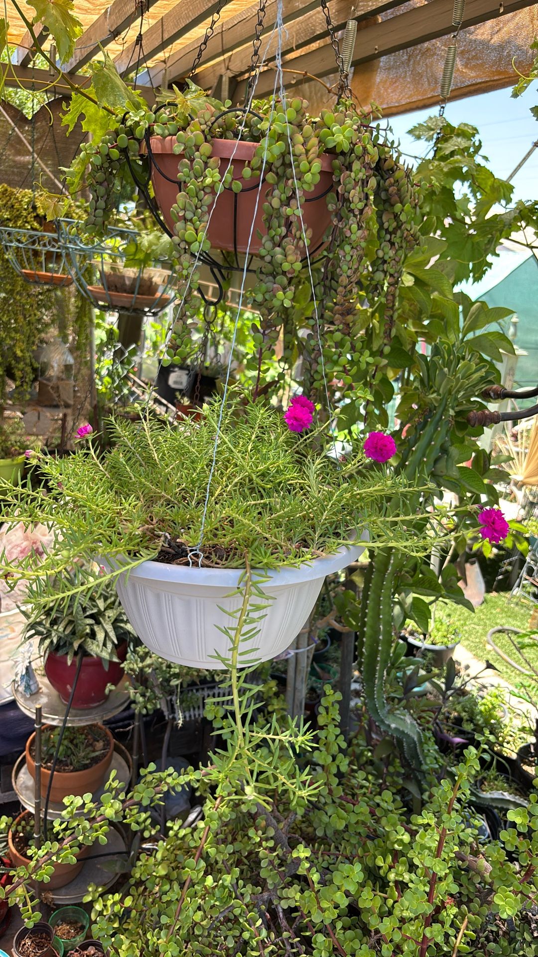 Dun Rose